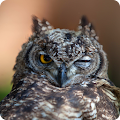 Slow Flying Owl Live WP Apk