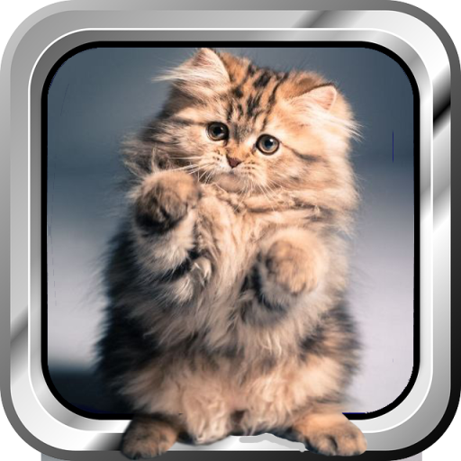 Cute Cat Jigsaw Puzzle LOGO-APP點子