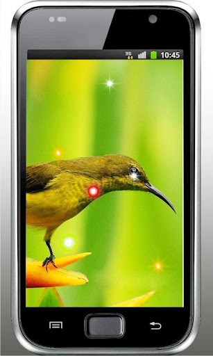 Humming Bird HD live wallpaper