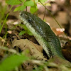 Gray Ratsnake