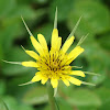 Yellow Goat's Beard