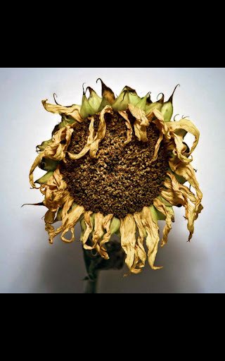 Dead Sunflower Live Wallpaper