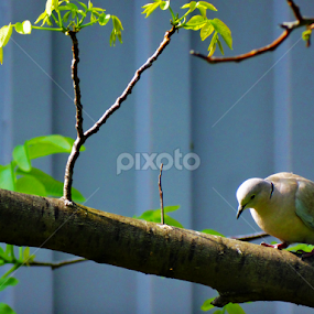 *** by Marija Mitrović - Animals Birds