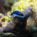 Sea slugs/snails