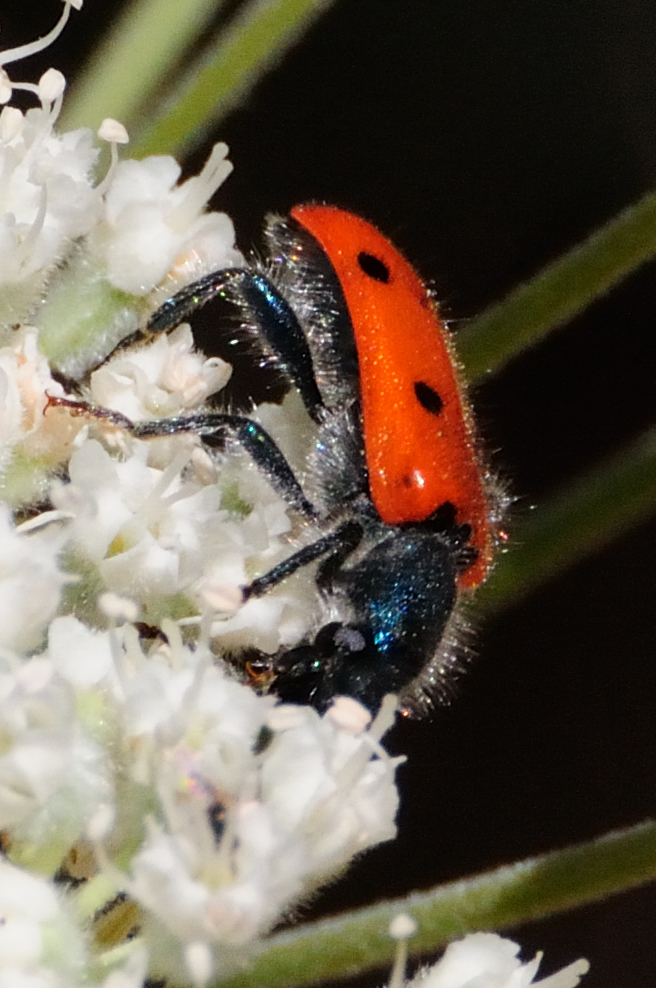 8-Spotted Soldier Beetle