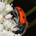 8-Spotted Soldier Beetle