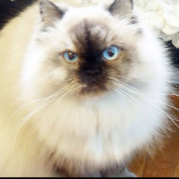 Himalayan tortoise point , Persian, Siamese, long haired cat | Project Noah