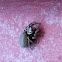 NZ Jumping spider