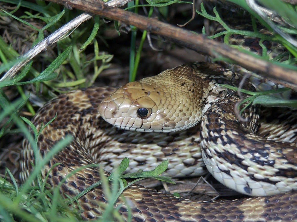 Gopher Snake