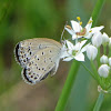 Pale Grass Blue (female)