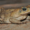 Giant Neotropical Toad