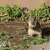 Siberian Chipmunk