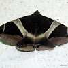 Noctuidae, Catocalinae