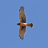 Northern Harrier (For crying out loud)