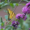 Two Tailed Swallowtail