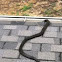 Black rat snake