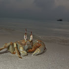Horned-eyed Ghost Crab