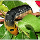 Oleander Hawk Moth (Pre-pupal Larva)