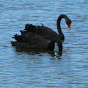 Black Swan