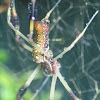 Golden Silk Orbweaver / Banana Spider