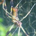 Golden Silk Orbweaver / Banana Spider
