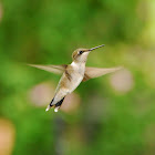 Ruby-throated Hummingbird