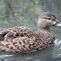 Blue-winged Teal (hen)
