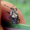 gnarly weevil