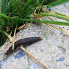 garden slug