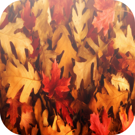 Autumn Wallpaper HD LOGO-APP點子