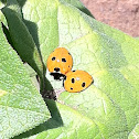 Seven-Spotted Ladybug pair
