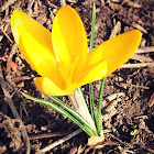 Crocus