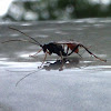 Ichneumon Wasp