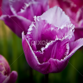 by Don Saddler - Flowers Flower Gardens