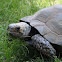 Asian Brown Tortoise