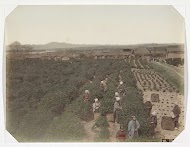 Japanse theeplukkers op het land