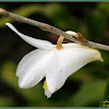Pigeon Orchid