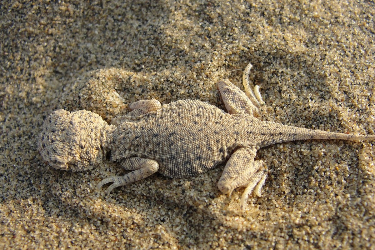 Laungwala Toad-Headed Lizard