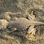Laungwala Toad-Headed Lizard