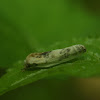 Unknown Antaeotricha Moth