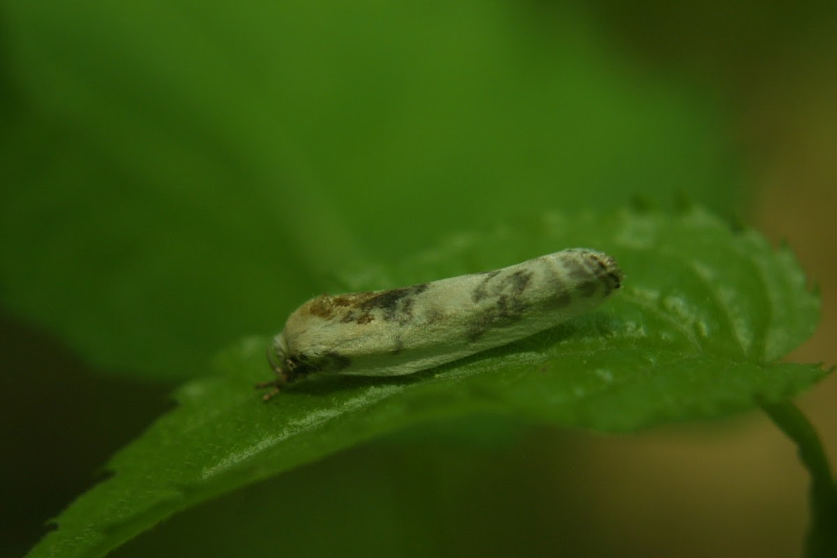 Unknown Antaeotricha Moth