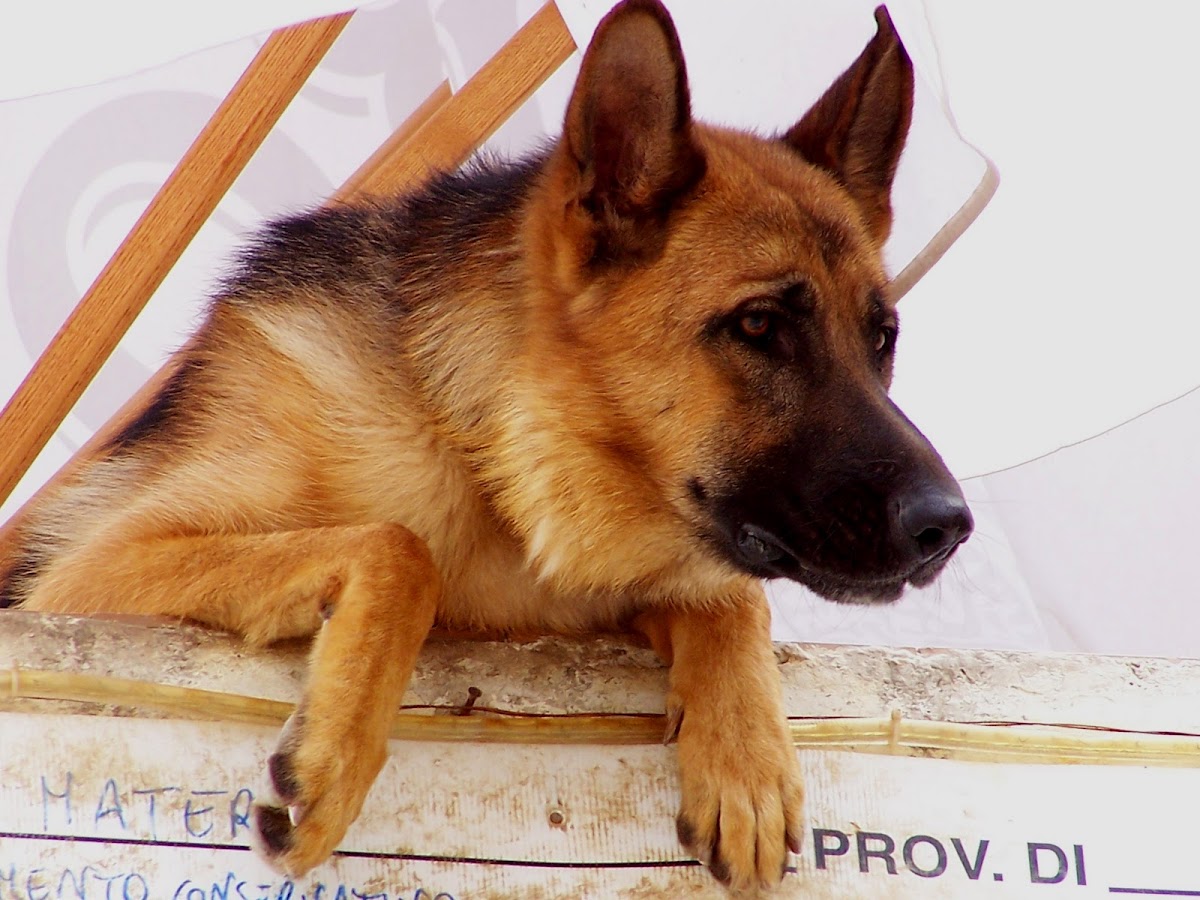 German sheperd dog (Pastore Tedesco)