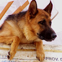German sheperd dog (Pastore Tedesco)
