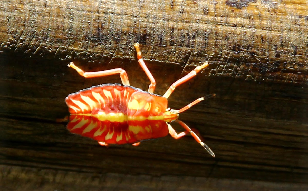 Shield nymph bug