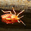 Shield nymph bug