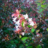 Abelia x grandiflora