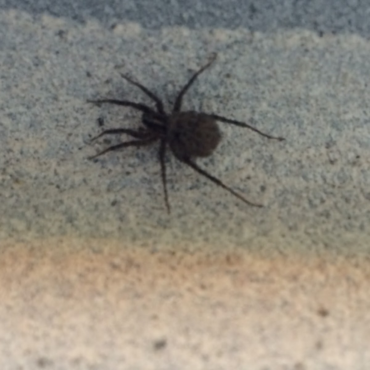 Wolf spider with spiderlings