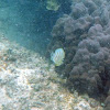 Ornate Butterflyfish/ kīkākapu