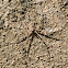 Long-spinnered Bark Spider