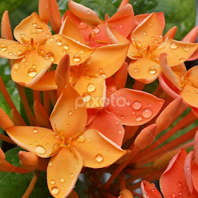 by Abdul Salim - Flowers Flower Gardens